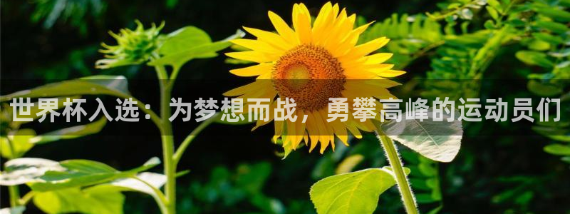 世界杯决赛直播：世界杯入选：为梦想而战，勇攀高峰的运动员们